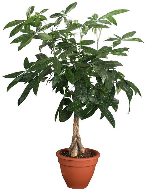 Dominik Zimmerpflanze »Glückskastanie«, Höhe: 60 cm, 1 Pflanze-Pflanzen-Inspirationen