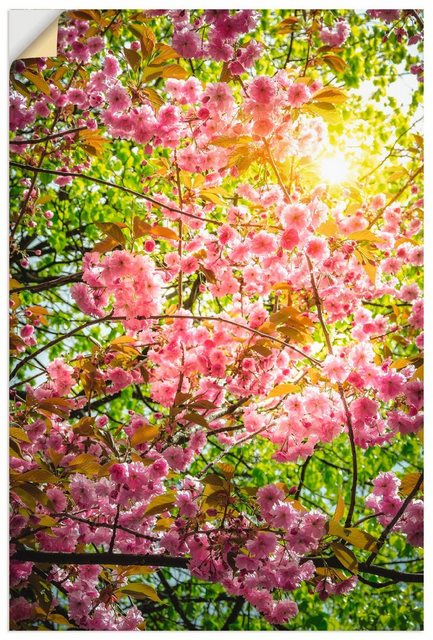 Artland Wandbild »Japanische Kirschblüte«, Vier Jahreszeiten (1 Stück), in vielen Größen & Produktarten - Alubild / Outdoorbild für den Außenbereich, Leinwandbild, Poster, Wandaufkleber / Wandtattoo auch für Badezimmer geeignet-Bilder-Inspirationen