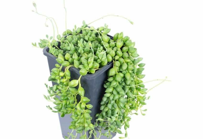 Flowerbox Zimmerpflanze »Senecio cephalophorus«-Pflanzen-Ideen für dein Zuhause von Home Trends
