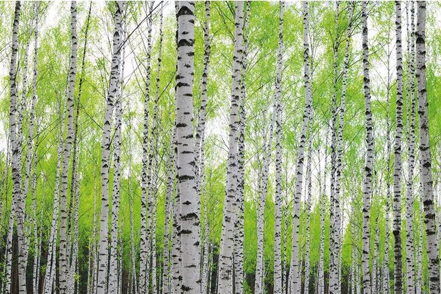 Papermoon Fototapete »Birch Forest«, matt, (5 St), Vlies, 5 Bahnen, 250 x 180 cm-Tapeten-Inspirationen