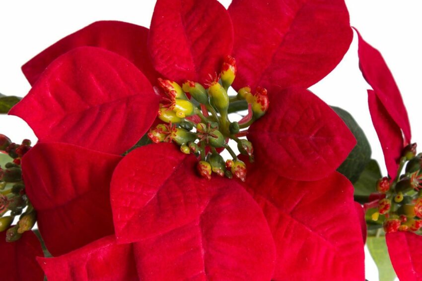Kunstblume »Poinsettie mit 4 Blüten« Poinsettie, Botanic-Haus, Höhe 22 cm-Kunstpflanzen-Ideen für dein Zuhause von Home Trends