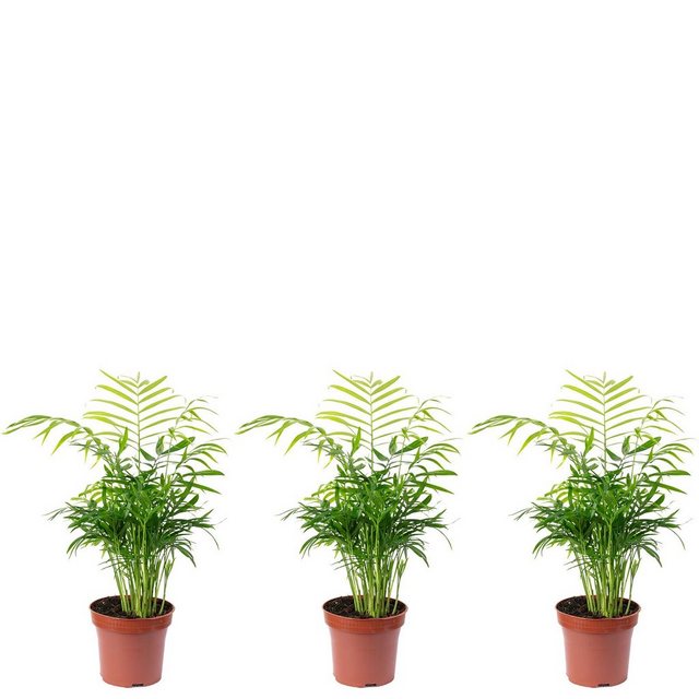 Flowerbox Zimmerpflanze »Bergpalme - Chamaedorea Elegans«-Pflanzen-Inspirationen