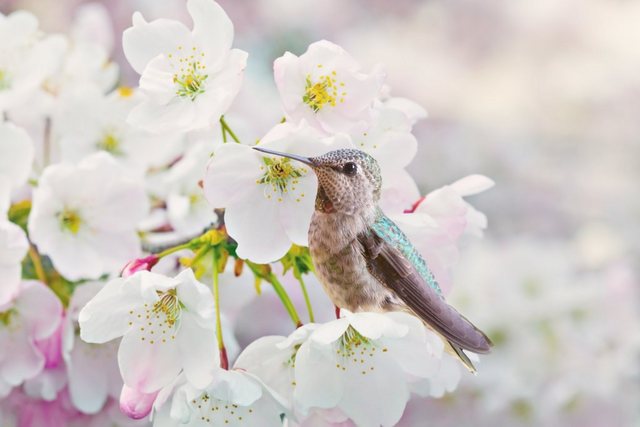 Papermoon Fototapete »Cherra Blossoms«, glatt-Tapeten-Inspirationen