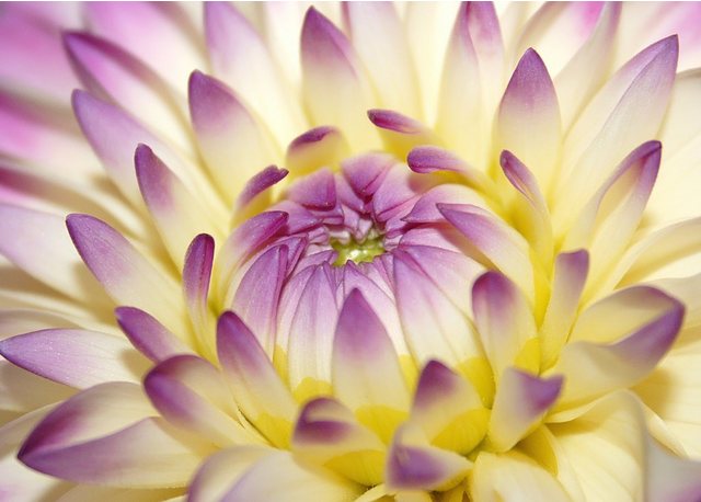 Papermoon Fototapete »Macro Pink Flower«, glatt-Tapeten-Inspirationen