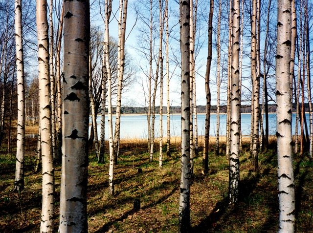 Papermoon Fototapete »Finnish Forest of Birch Trees«, glatt-Tapeten-Inspirationen