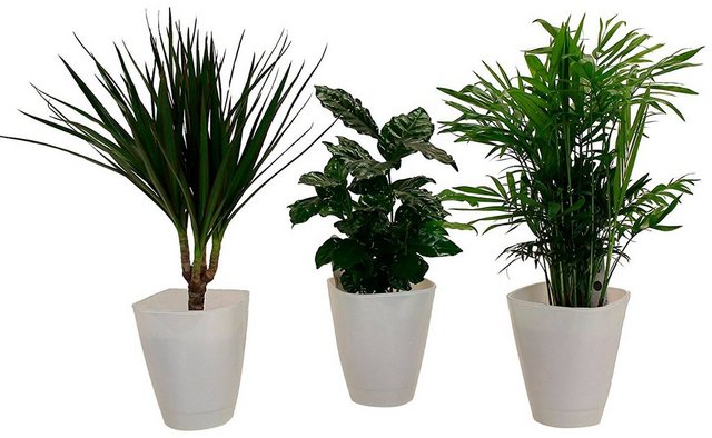 Dominik Zimmerpflanze »Palmen-Set«, Höhe: 30 cm, 3 Pflanzen in Dekotöpfen-Pflanzen-Inspirationen
