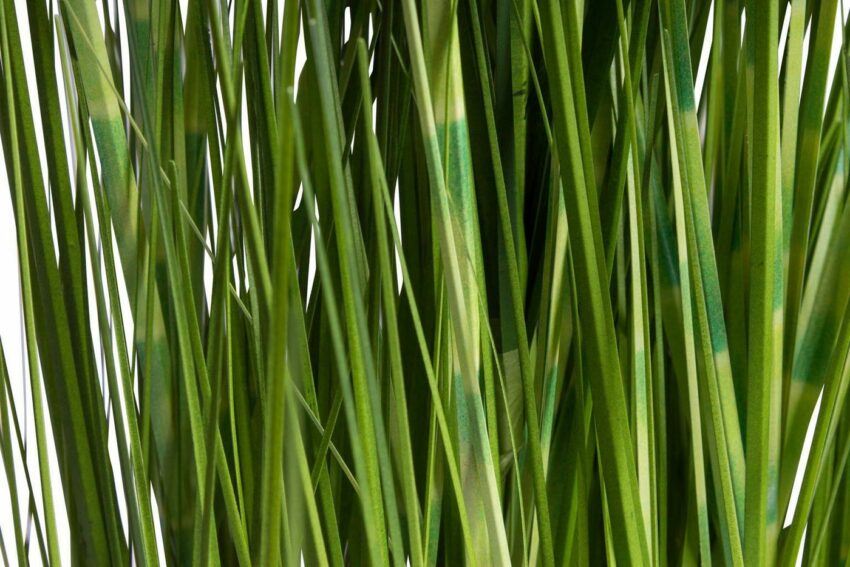 Kunstgras »Gras Festuca im Topf« Gras, Botanic-Haus, Höhe 115 cm-Kunstpflanzen-Ideen für dein Zuhause von Home Trends