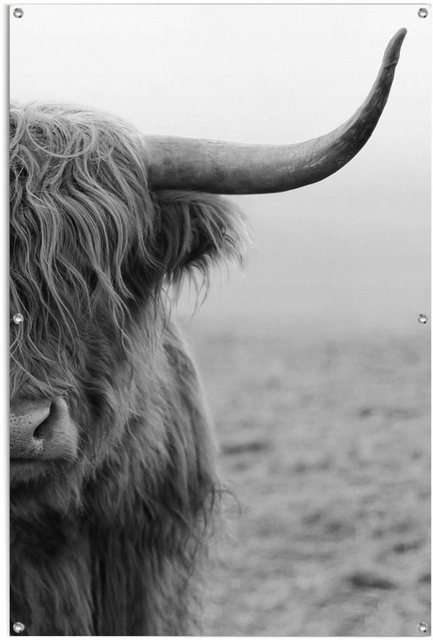 Reinders! Poster »Highlander Bulle«-Bilder-Inspirationen