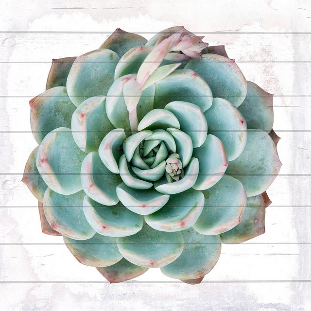 queence Holzbild »Kaktuspflanze«, 40x40 cm-Bilder-Inspirationen