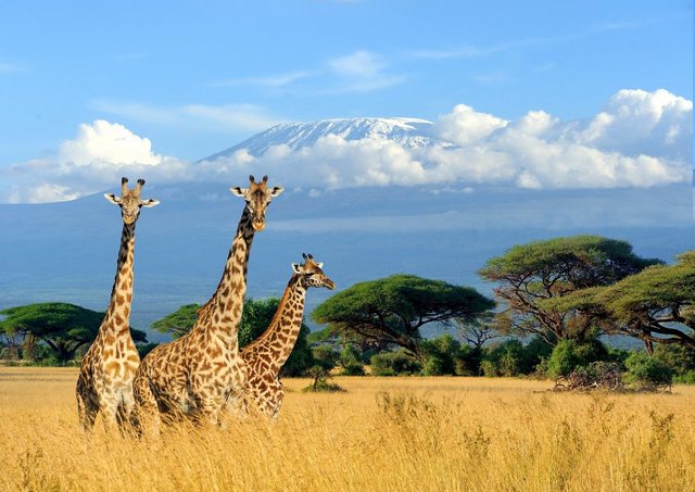 Papermoon Fototapete »Giraffes at Kilimanjaro«, glatt-Tapeten-Inspirationen