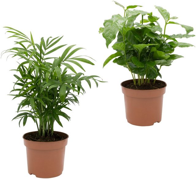Dominik Zimmerpflanze »Palmen-Set«, Höhe: 30 cm, 2 Pflanzen-Pflanzen-Inspirationen