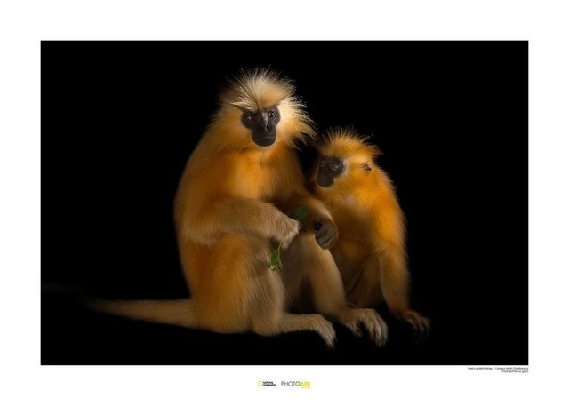 Komar Poster »Gee‘s Golden Langur«, Tiere, Höhe: 50cm-Bilder-Inspirationen
