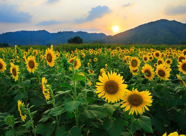 Papermoon Fototapete »Sunflower Field«, glatt-Tapeten-Inspirationen