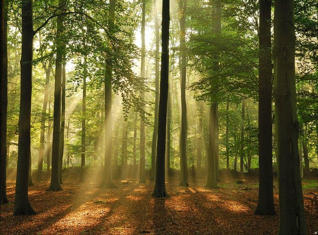 Papermoon Fototapete »Forest in the Morning«, glatt-Tapeten-Inspirationen