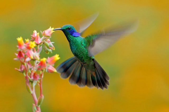 Papermoon Fototapete »Hummingbird Colibri Thalassinus«, glatt-Tapeten-Inspirationen
