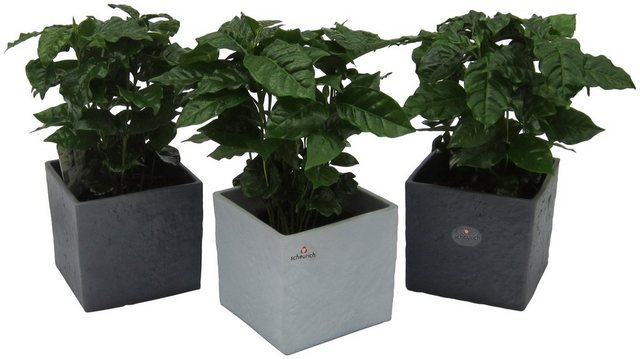 Dominik Zimmerpflanze »Kaffee-Pflanzen«, Höhe: 30 cm, 3 Pflanzen in Dekotöpfen-Pflanzen-Inspirationen