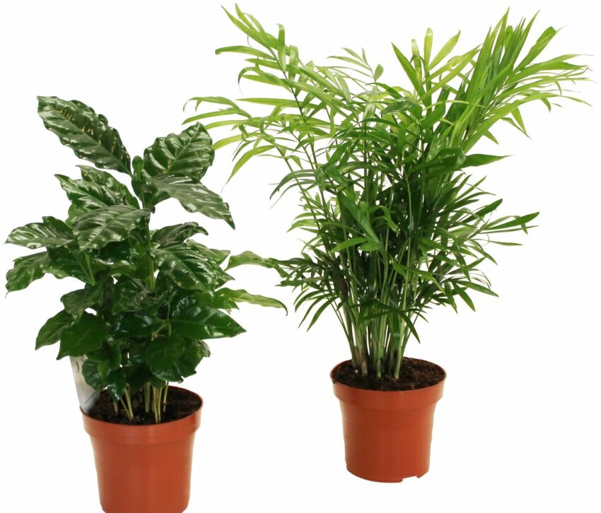 Dominik Zimmerpflanze »Palmen-Set«, Höhe: 30 cm, 2 Pflanzen-Pflanzen-Ideen für dein Zuhause von Home Trends