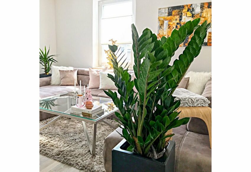 Flowerbox Zimmerpflanze »Glücksfeder - Zamioculcas zamiifolia«-Pflanzen-Ideen für dein Zuhause von Home Trends