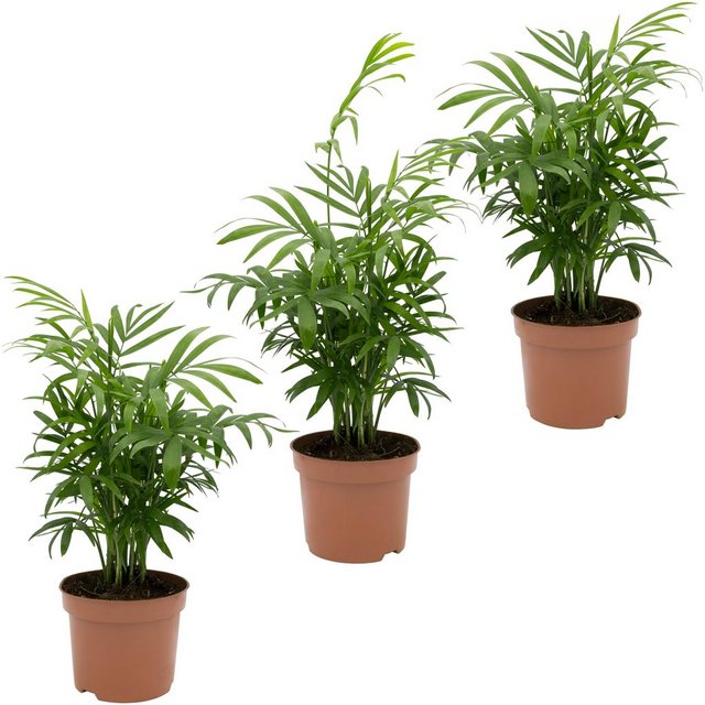 Dominik Zimmerpflanze »Palmen-Set«, Höhe: 30 cm, 3 Pflanzen-Pflanzen-Inspirationen