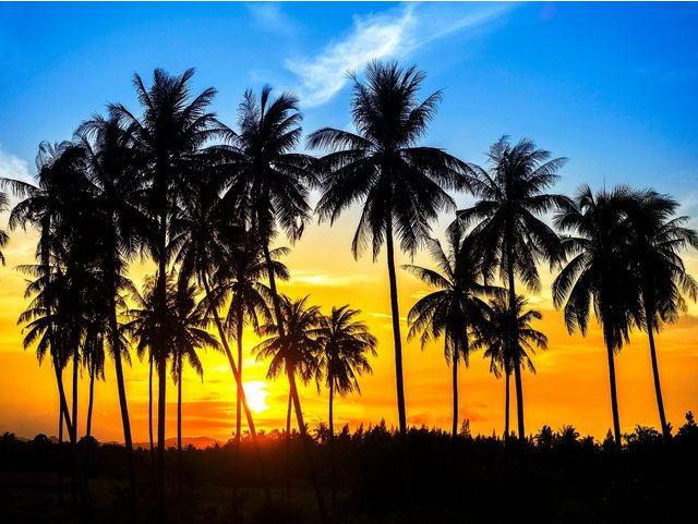 Papermoon Fototapete »Coconut Palm Trees«, glatt-Tapeten-Inspirationen